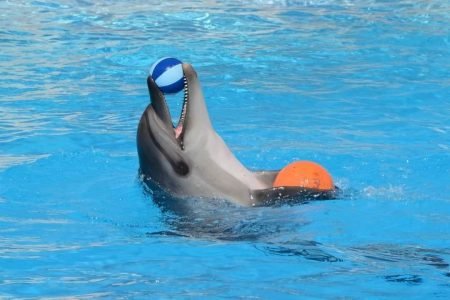 Dolphin Show in Sharm El Sheikh